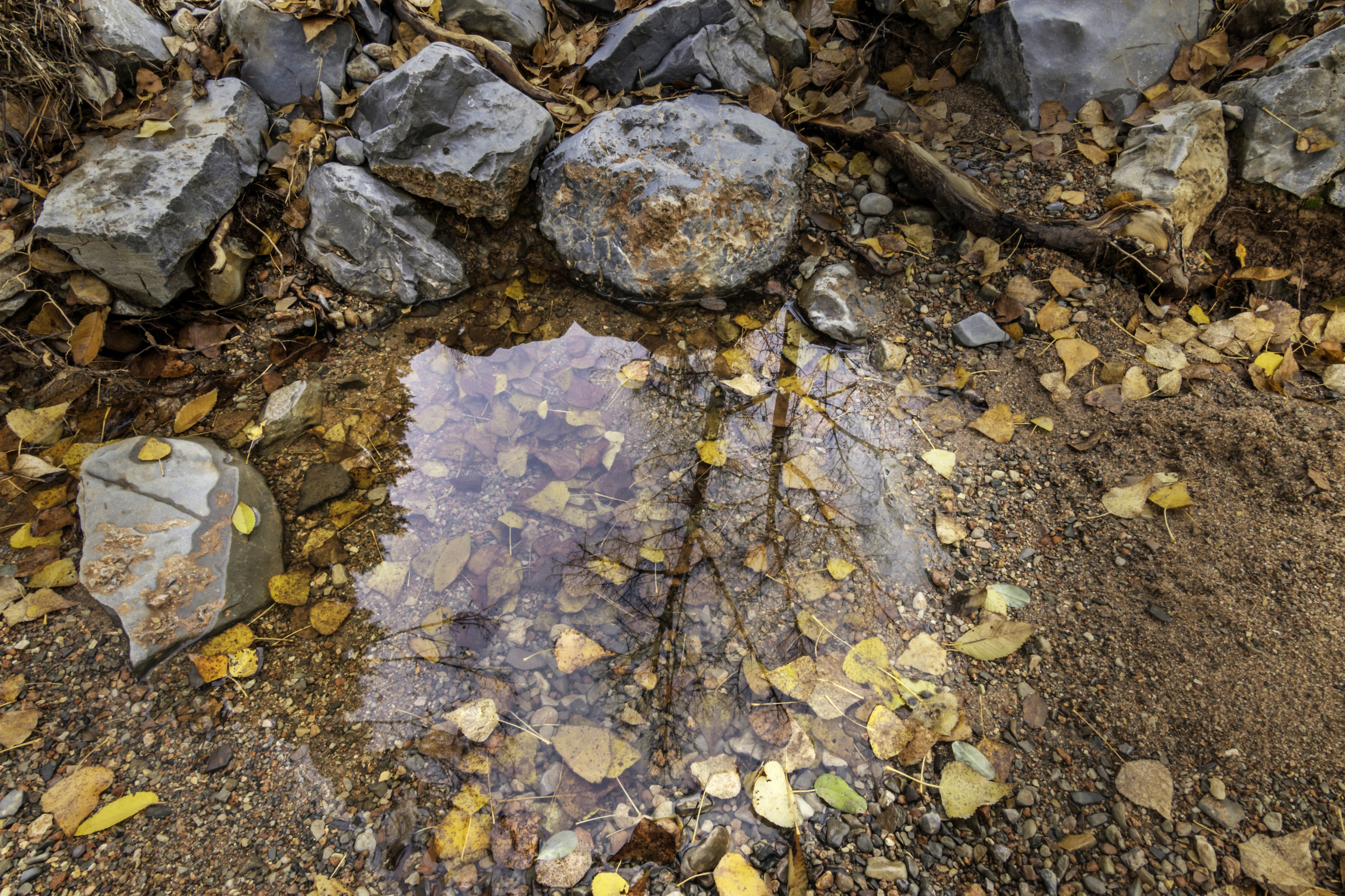 Charco de agua sobre grava con follaje amarillo y rocas