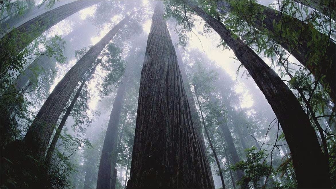Upwards views of trees in forest