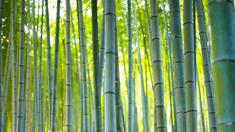 Dense bamboo forest with green leaves and sunny sky in the background.