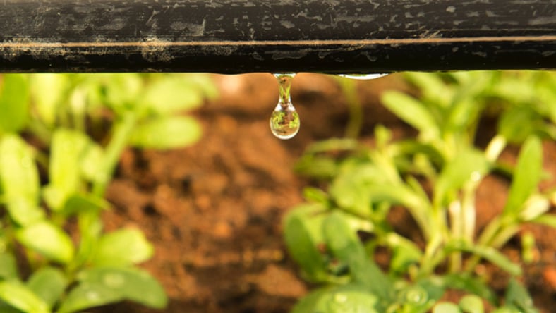 Close-up view of water droplet dripping from an irrigation hose in Kheyti greenhouse.