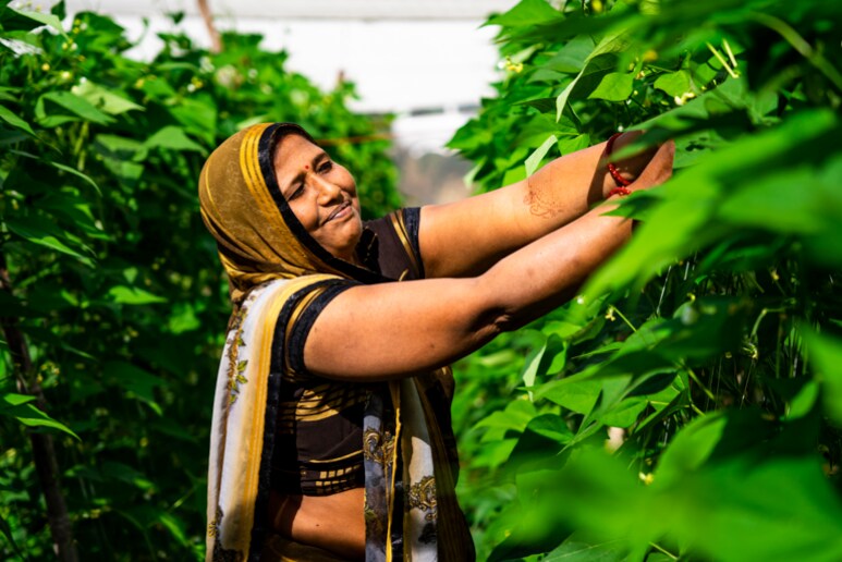 Woman harvesting vegetables in Khetyi greenhouse.