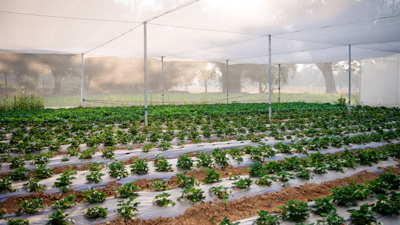 View inside Kheyti greenhouse tent with rows of strawberry plants.