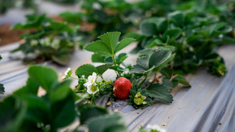 Close-up shot of strawberry growing in a row of strawberry plants inside a Kheyti Greenhouse-in-a-Box.