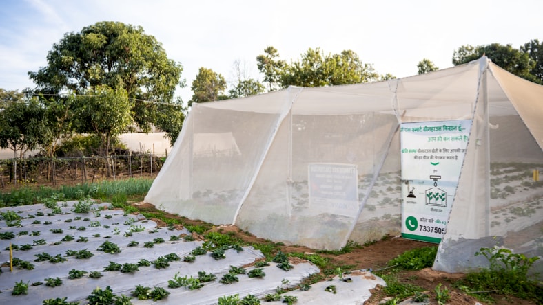 Side view of a Kheyti Greenhouse-in-a-Box, with small rows of covered crops growing inside and outside the white screen walls of the greenhouse. Tall trees and blue sky in the background.