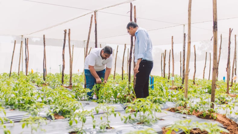 Kheyti's Co-Founder and CEO Kaushik Kappagantulu standing in a Kheyti Greenhouse-in-a-Box, watching over a farmer's shoulder as he tends to one of the plants.