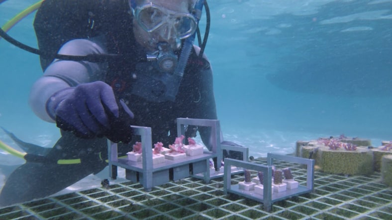 Coral Maker restoring coral reefs
