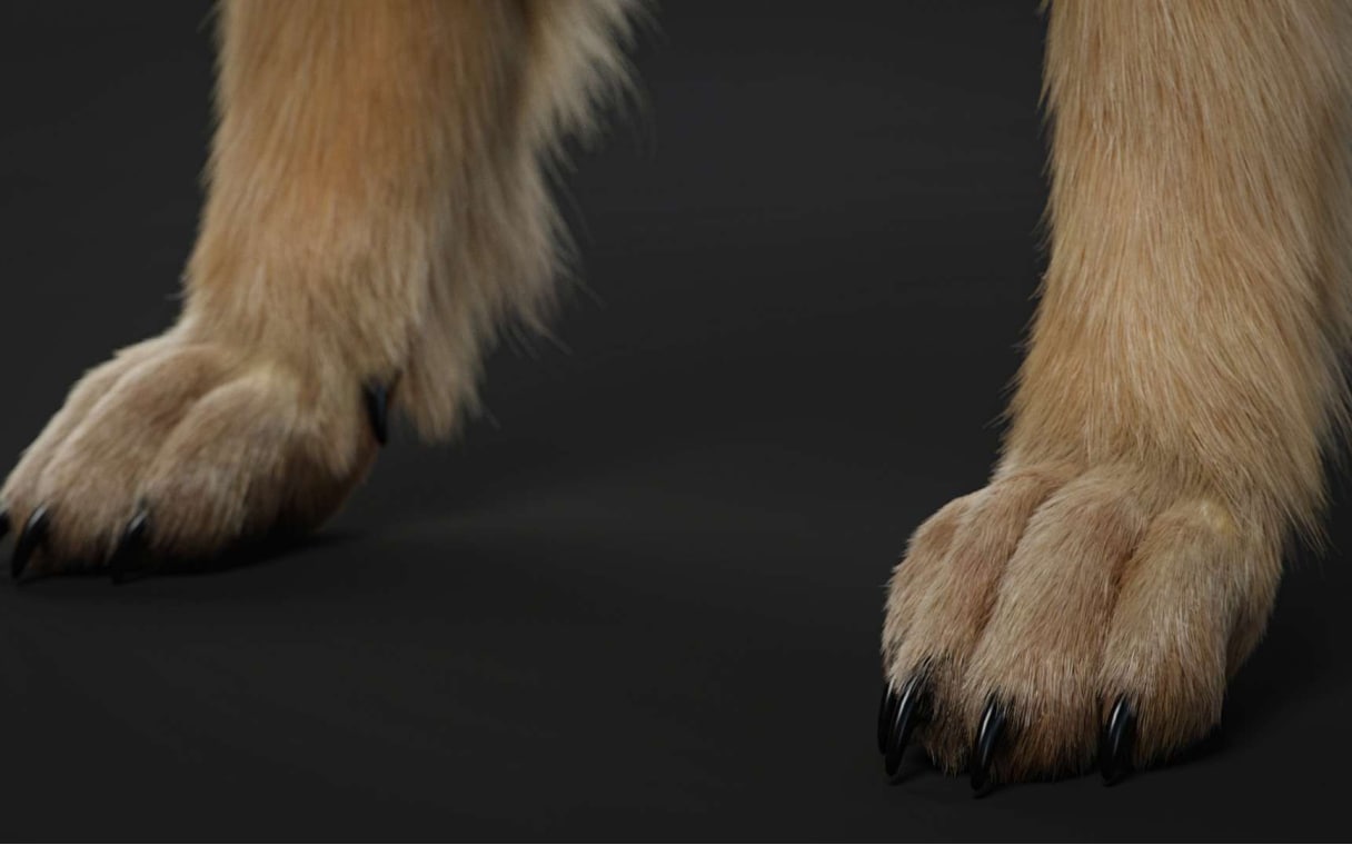 Animal paws