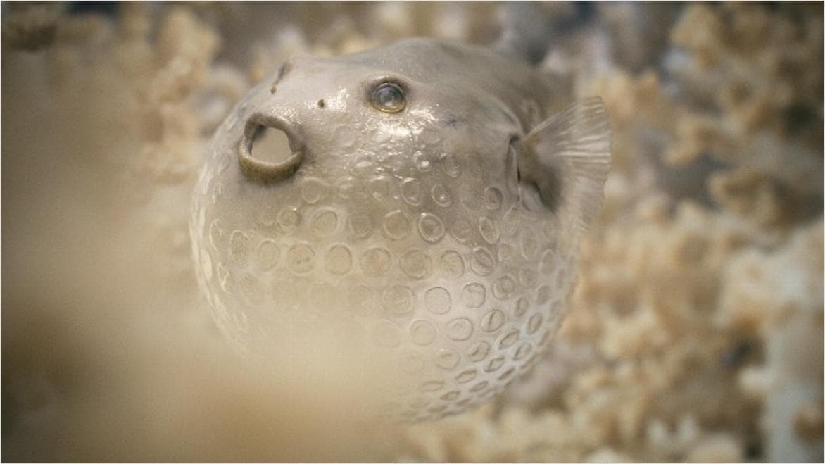 Computer graphic bubble fish from film The Beauty