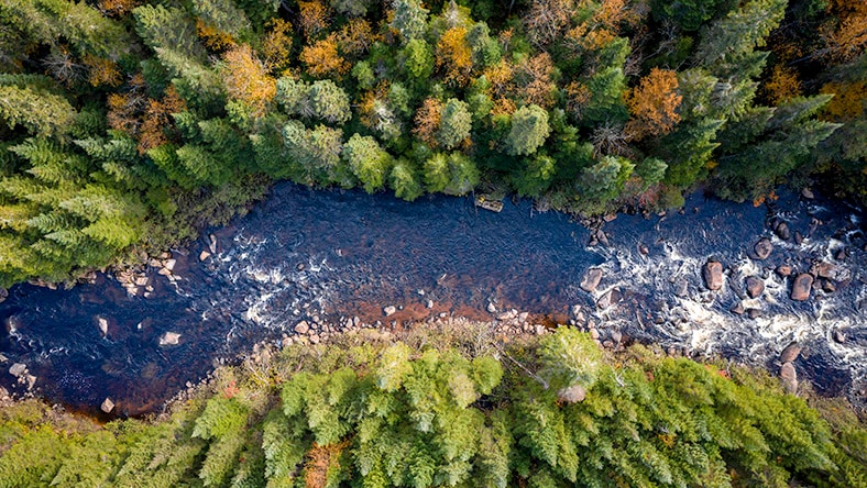 An overhead drone image of wildlife habitat.