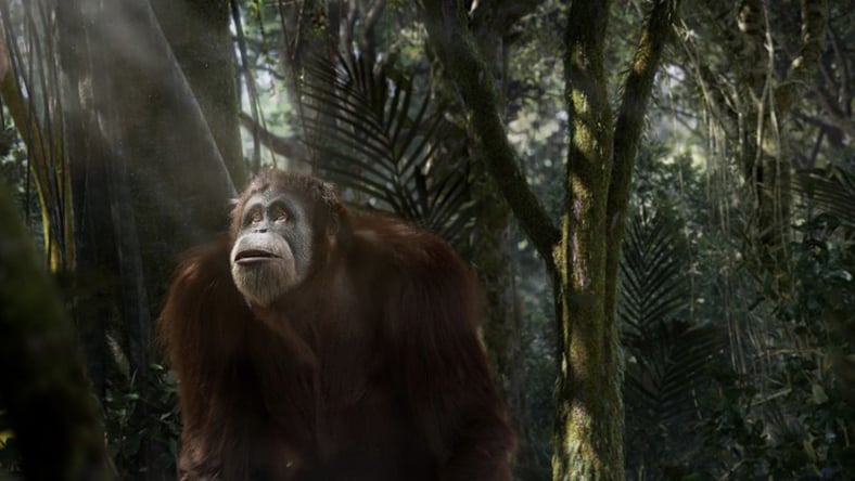 丛林中一只栩栩如生的猩猩形象占据了整个屏幕