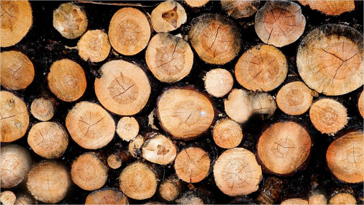 Stacks of harvested trees awaiting to be processed into mass timber building materials.