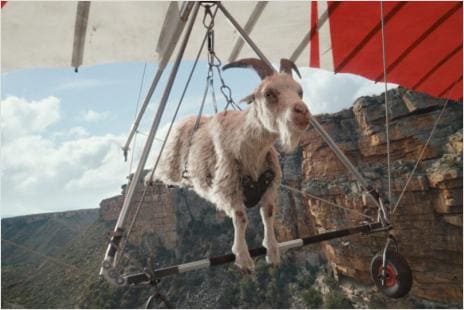 Ziege an einem Hängegleiter an einem Berg