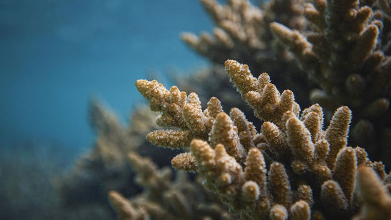 San Francisco resident team Coral Maker