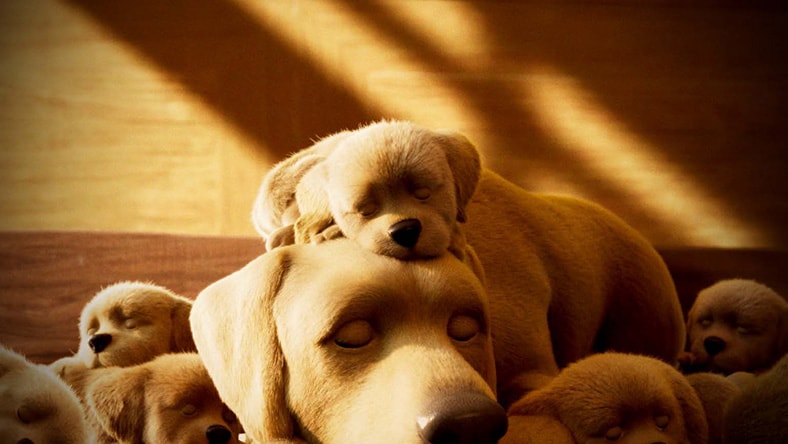 Animated mother dog sleeping with puppies cuddled around her.