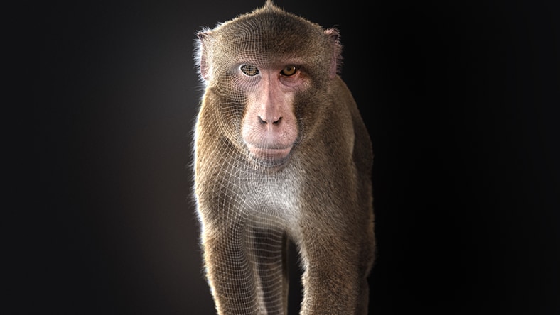 3D monkey.