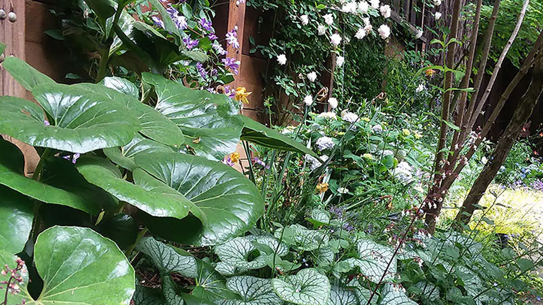 Lush garden landscape