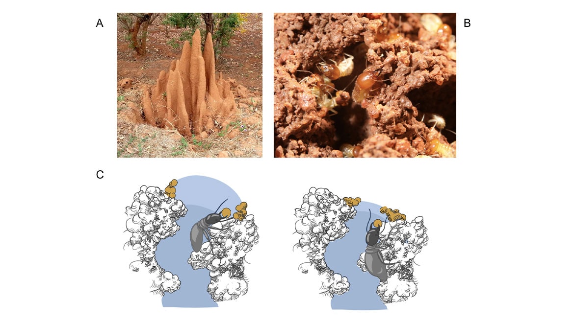 Four images of termite construction, including real images and drawings 