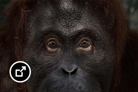 Close na face de um orangotango
