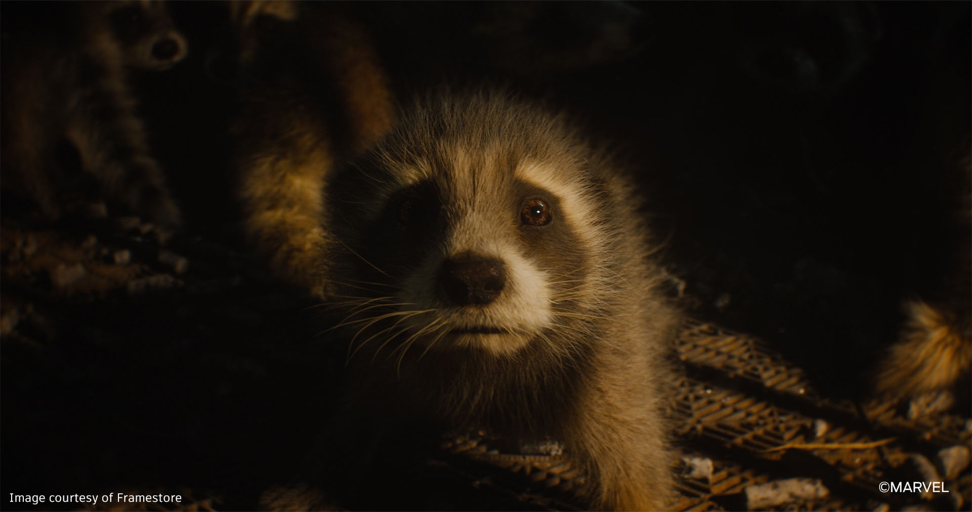 Baby Rocket fra Guardians of the Galaxy Vol. 3