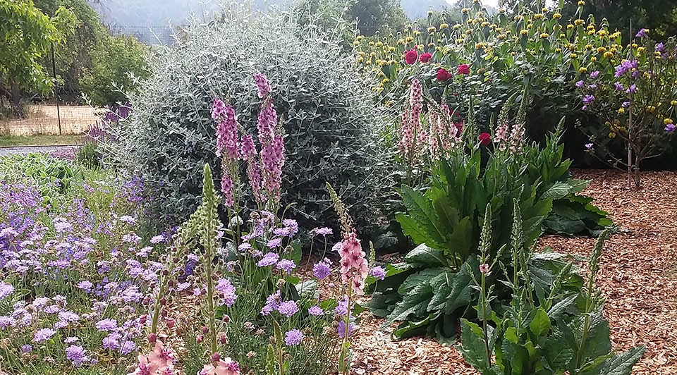 Garden design in northern California.