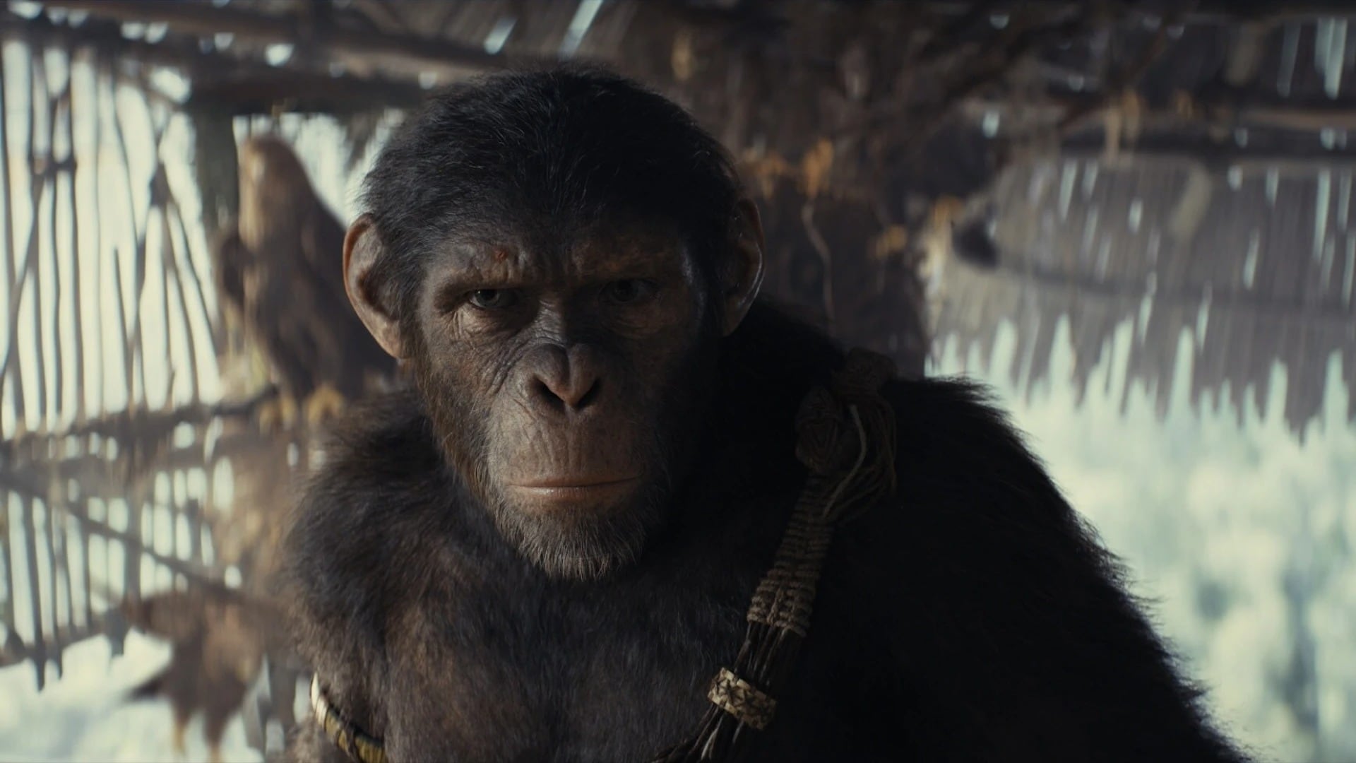 A still from Kingdom of the Planet of the Apes shows Owen Teague’s character, Noa, looking determined.