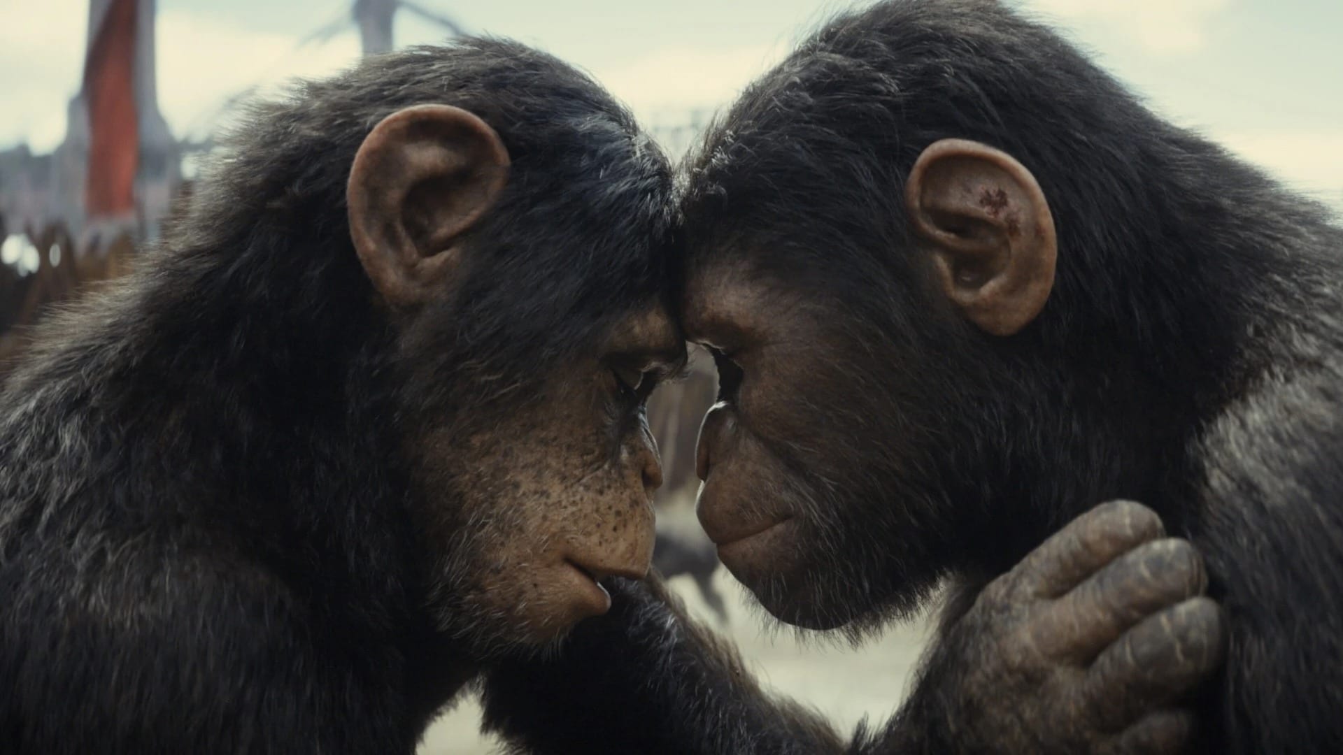 A still from Kingdom of the Planet of the Apes shows Lydia Peckham’s character, Soona, and Owen Teague’s character, Noa, touching foreheads in a tender moment.