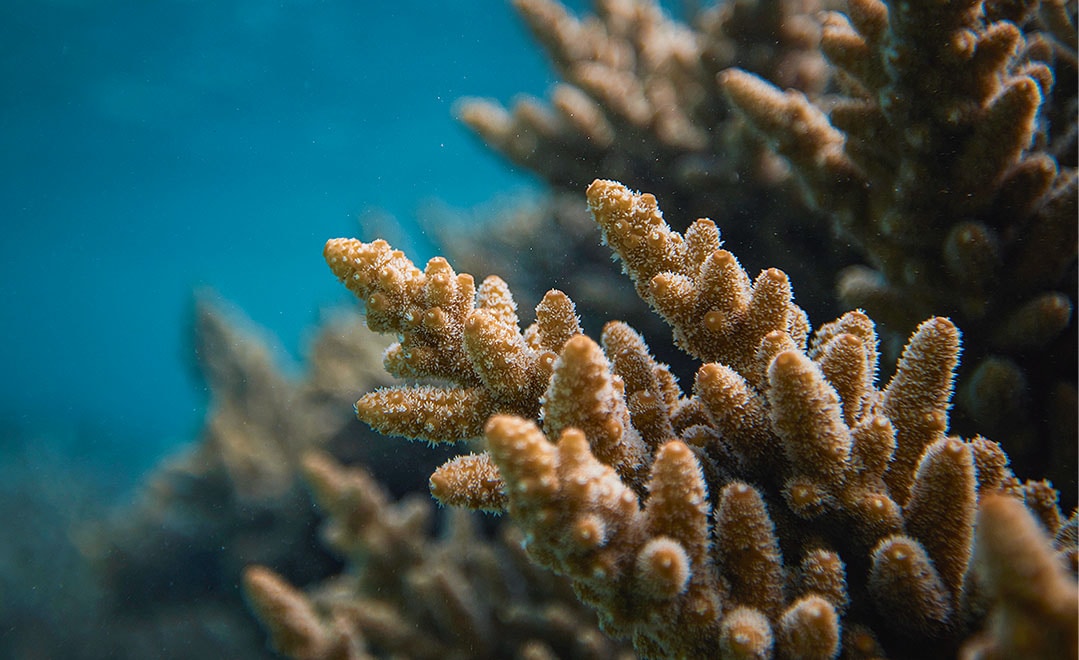 Closeup of coral reef in turquoise waters