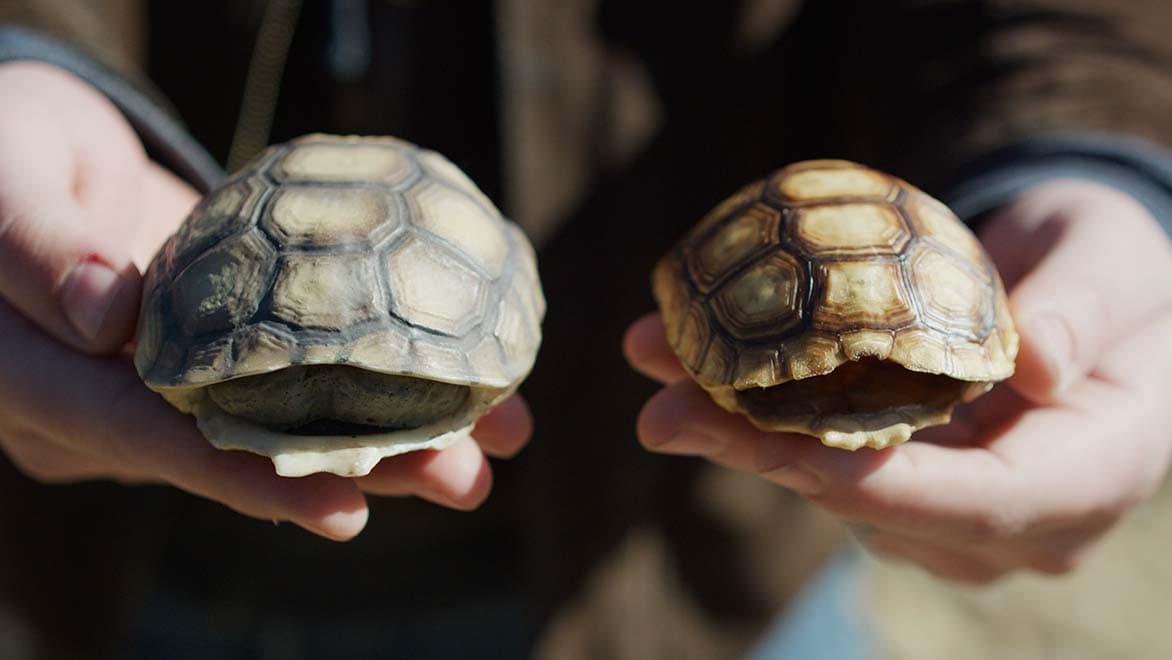 Engineer from Hardshell Labs holds two 3D-printed desert tortoise shells. 