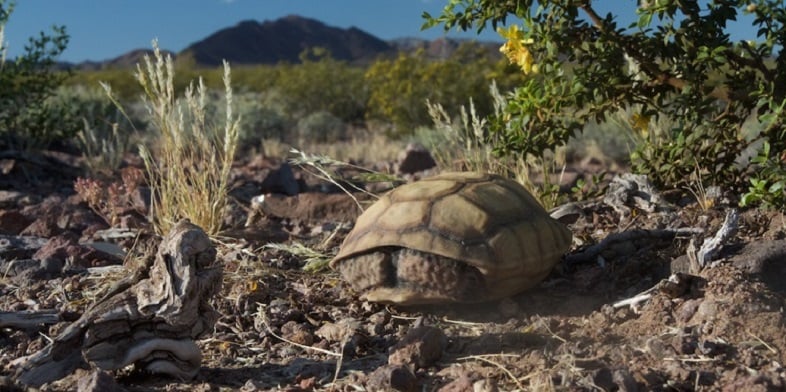 3D printed tortoise shell in a desert landscape