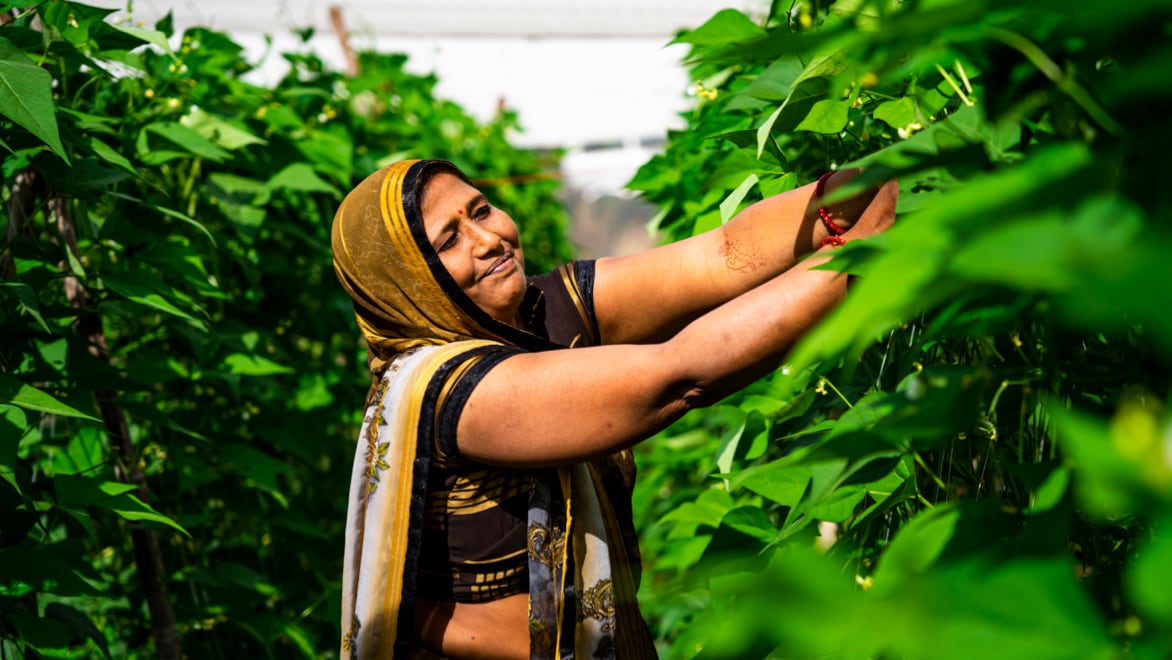 A woman wearing a traditional Indian hair covering, smiling and picking fresh vegetables in a Kheyti "Greenhouse-in-a-Box" grow tent.