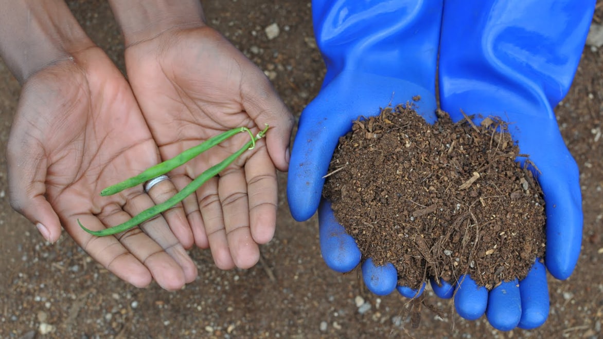 Two pairs of hands, outstretched into the camera's view, with a backdrop of dirt. The two hands on the left are holding what appear to be freshly harvested green beans; the hands on the right, wearing bright blue rubber gloves, are holding a small pile of compost soil.