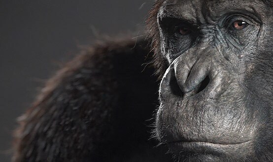 Simio por Bjorn Arvidsson