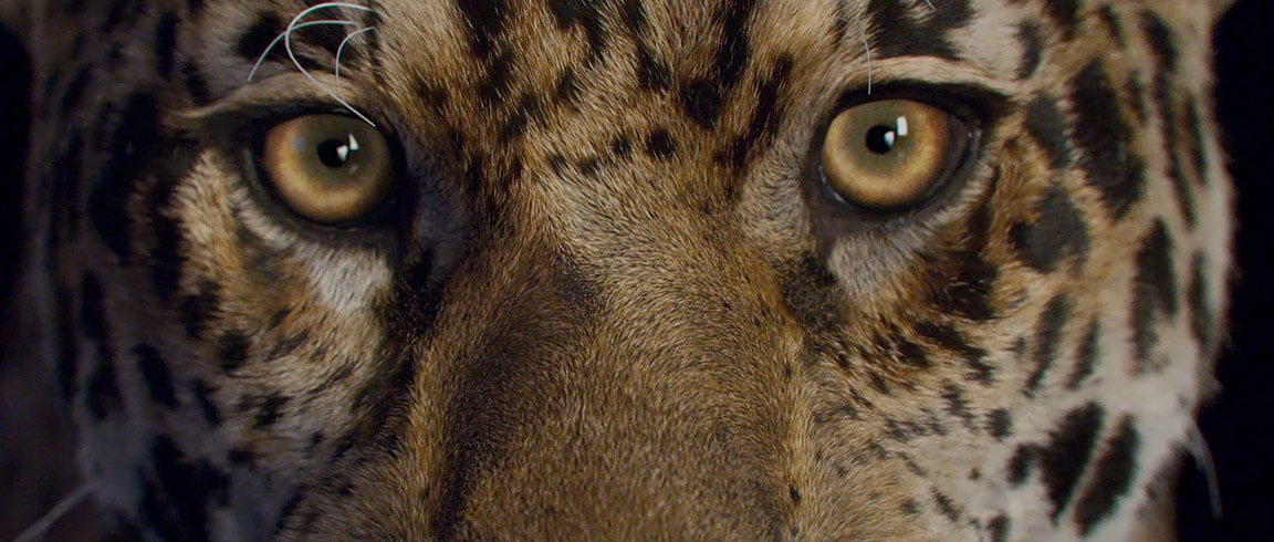 Jaguares fotorrealistas por MPC