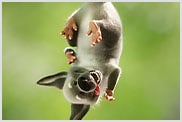 Grå opossum, der hænger med hovedet nedad fra en gren 