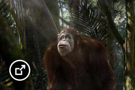 Orangutan i en skov