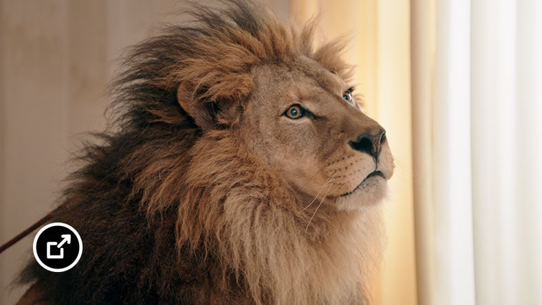 Profil eines Löwenkopfs
