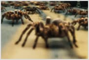 시골 도로에 있는 거대한 거미