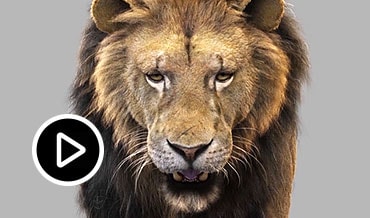 Animerat klipp av ett lejon