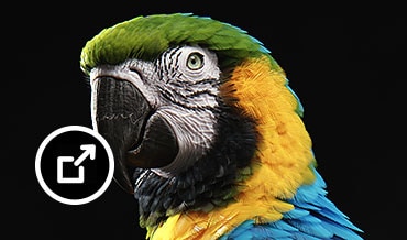 Papoušek Ara vymodelovaný v&nbsp;aplikaci Maya