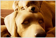 Close-up van slapende CG-honden