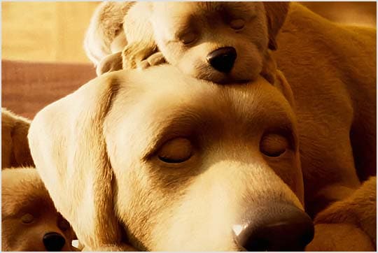 Closeup of CG dogs sleeping