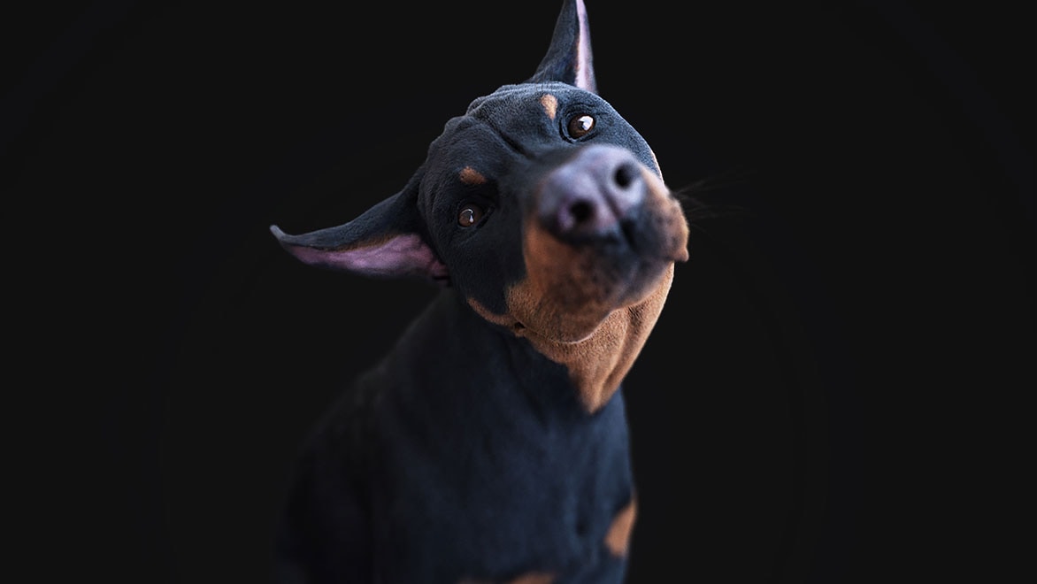 Rendrovaný obrázek CG psa dobrmana se zakloněnou hlavou, vytvořený aplikací Autodesk Mudbox