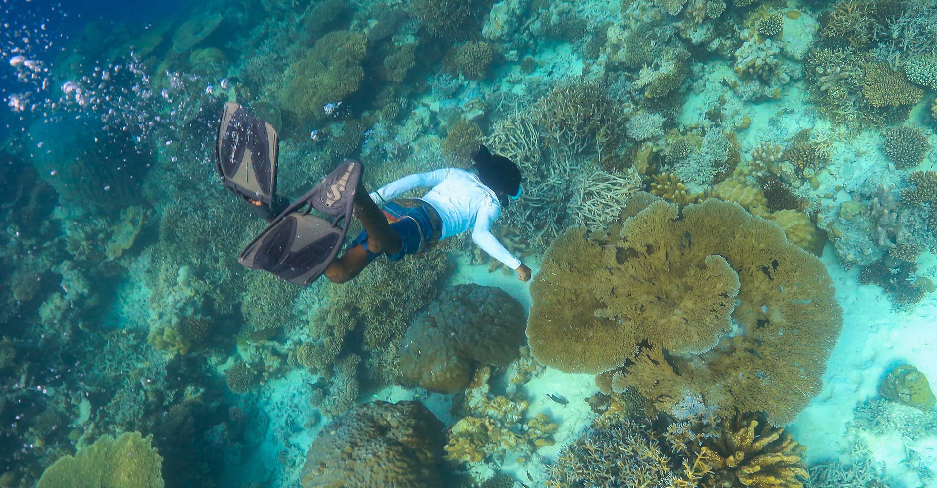 A diver is exploring lucious sea fauna