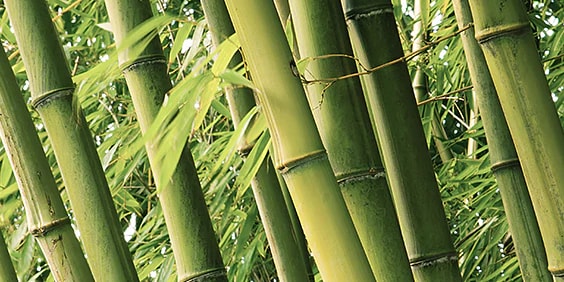 Green bamboo reeds