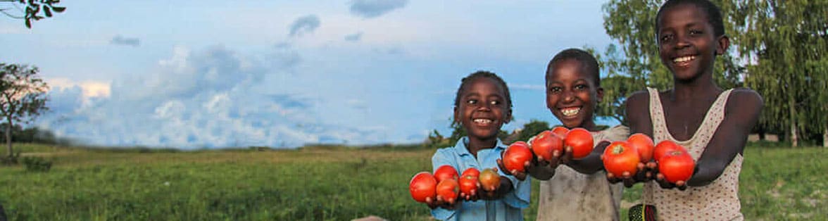 Three children hold tomatoes in a field