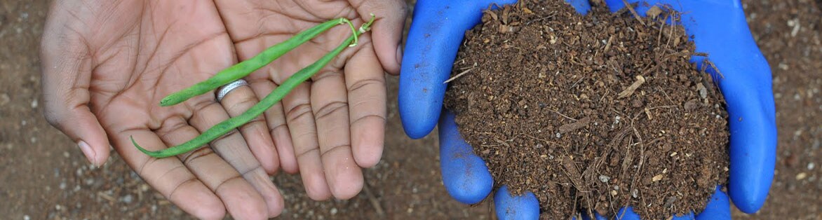 Two pair of hands, one with fresh green beans, other with soil