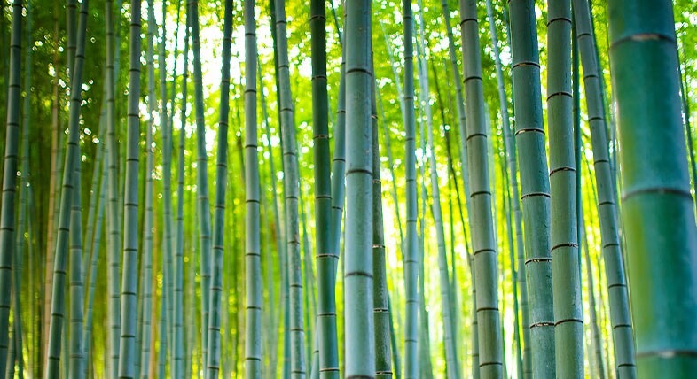 Renewable timber bamboo